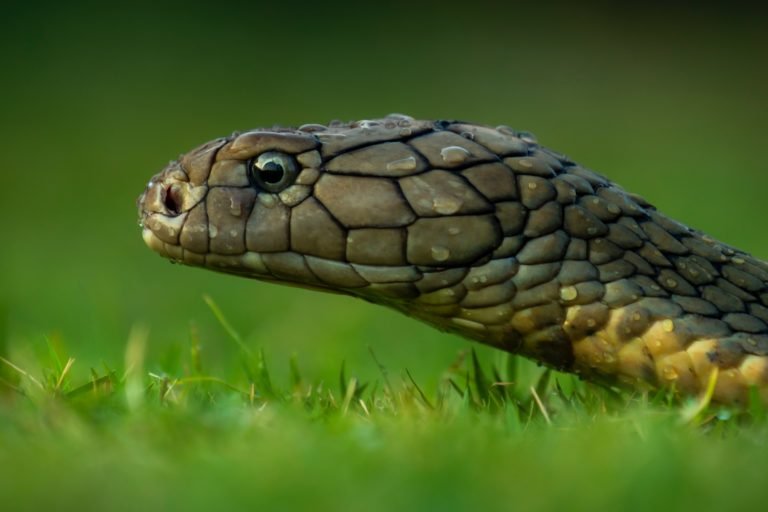 Vintage Australian snake venom may yield new drugs