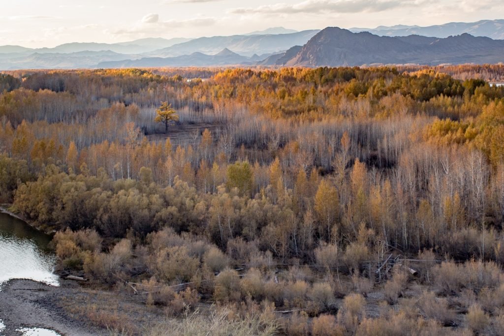 Thawing permafrost is revealing previously unknown viruses up to 30,000 years old.